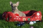 Franse bulldog pups, Dieren en Toebehoren, België, 15 weken tot 1 jaar, CDV (hondenziekte), Bulldog
