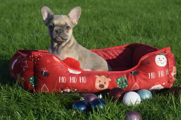 Chiots bouledogue français, Animaux & Accessoires, Chiens | Bouledogues, Pinschers & Molossoïdes, Plusieurs animaux, Bouledogue