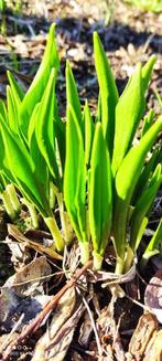 Daslook in pot of met kluit, Ophalen, Vaste plant, Halfschaduw, Kruiden