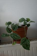 Pothos met witte vlekken, hangende plant, nieuw potinterieur, Overige soorten, Minder dan 100 cm, Halfschaduw, In pot