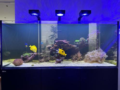 Aquarium d’eau de Mer Red Sea 625XXL noir COMPLET, Animaux & Accessoires, Poissons | Aquariums & Accessoires, Comme neuf, Aquarium d'eau de mer rempli