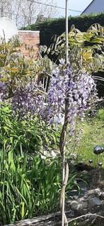 Blauwe regen (Wisteria) 3-5 jaar oud, Tuin en Terras, Overige soorten, Lente, 100 tot 250 cm, Ophalen