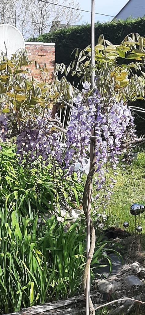 Blauwe regen (Wisteria) 3-5 jaar oud, Tuin en Terras, Planten | Bomen, Overige soorten, 100 tot 250 cm, Volle zon, Lente, In pot