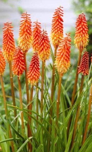 Kniphofia  beschikbaar voor biedingen