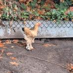 Brahma colombia buff zwart, Dieren en Toebehoren, Pluimvee, Meerdere dieren, Kip
