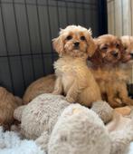 Prachtige Cavapoo pups( dwergpoedel x cavallier ), Dieren en Toebehoren, Poedel, België, CDV (hondenziekte), 8 tot 15 weken