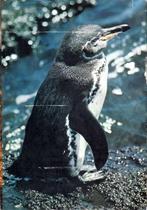 Zoo-Galapagos - Artis, Boeken, Prentenboeken en Plaatjesalbums, Ophalen of Verzenden, Gelezen, Artis historia, Prentenboek