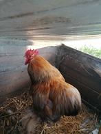 Cochin kriel, Dieren en Toebehoren, Pluimvee, Kip