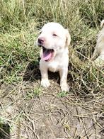 Labrador retriever pups, Dieren en Toebehoren, België, CDV (hondenziekte), 8 tot 15 weken, Labrador retriever
