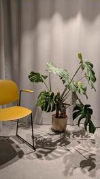 Monstera deliciosa - 110 cm, Enlèvement