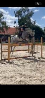 All rounder, Dieren en Toebehoren, Paarden, Hengst