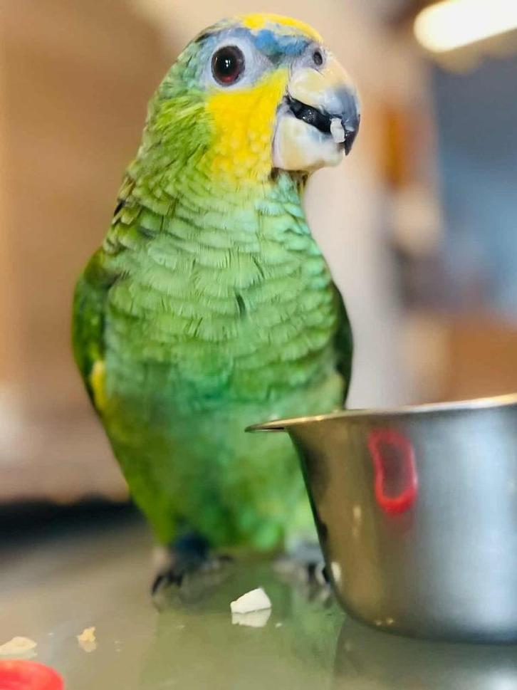 Mega tamme amazone papegaai 3 maanden oud, Dieren en Toebehoren, Vogels | Parkieten en Papegaaien, Papegaai, Geslacht onbekend