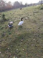 zwarthals zwaan man 6 jaar, Dieren en Toebehoren