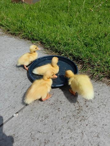 Œufs à éclore de canards blancs indiens.