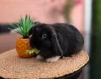 Schattig Minilop Mannetje, Dieren en Toebehoren, Konijnen