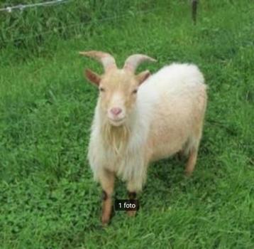 Dekbok dwerggeit te huur beschikbaar voor biedingen