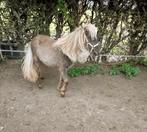 Silver Shadow Minipaardje,hengst  w. 2 jr 69 cm met papier, Animaux & Accessoires, Poneys, Étalon, Avec pedigree