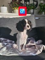 cavalier king charles pups, Dieren en Toebehoren, België, 15 weken tot 1 jaar, Reu, CDV (hondenziekte)