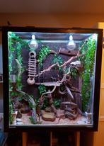 Koppel korenslangen + groot terrarium + veel toebehoren, Animaux & Accessoires, Reptiles & Amphibiens, Serpent, Domestique, 3 à 6 ans