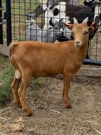 Mooie dekbok :TE HUUR, Dieren en Toebehoren, Mannelijk, Geit, 0 tot 2 jaar