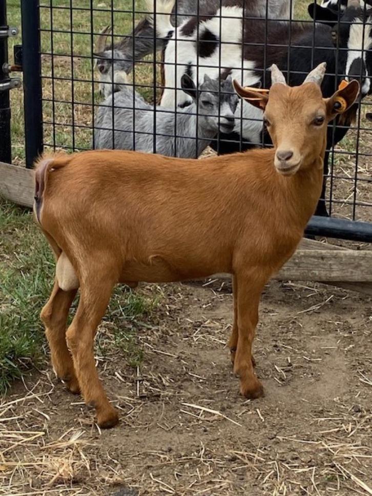 Mooie dekbok :TE HUUR, Animaux & Accessoires, Moutons, Chèvres & Cochons, Chèvre, Mâle, 0 à 2 ans