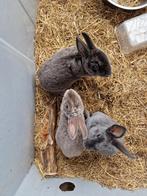 Dwergrex konijn dwerg konijn, Meerdere dieren, Dwerg, 0 tot 2 jaar