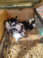 6Jeune lapin, Mannelijk