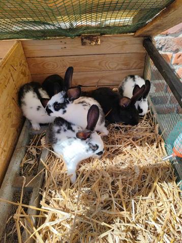 6Jeune lapin, Mâle