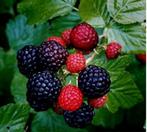 Zwarte framboos/Rubus occidentalis, Tuin en Terras, Ophalen of Verzenden