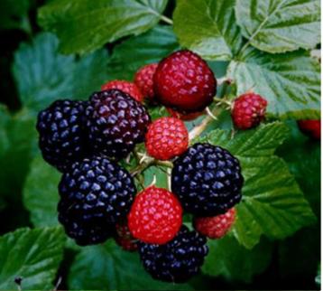 Zwarte framboos/Rubus occidentalis