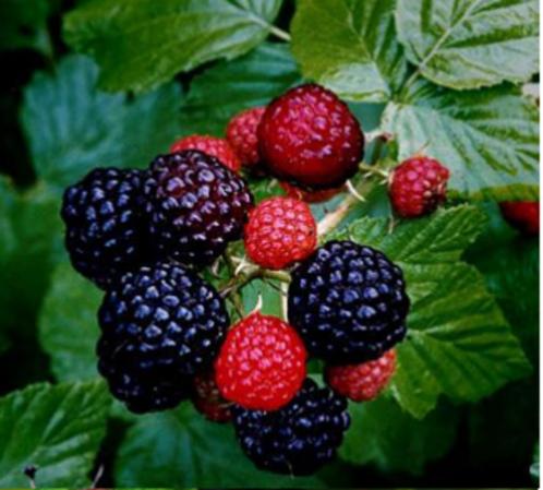Zwarte framboos/Rubus occidentalis, Tuin en Terras, Planten | Tuinplanten, Ophalen of Verzenden