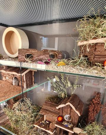 Glazen Hamsterkooi 60x40x60 – Perfect voor Dwerghamsters beschikbaar voor biedingen