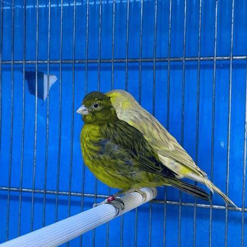 Kanarie te koop, Dieren en Toebehoren, Vogels | Kanaries, Zangkanarie, Meerdere dieren