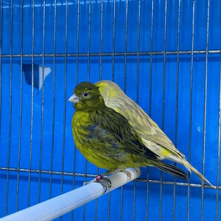 Kanarie te koop, Dieren en Toebehoren, Vogels | Kanaries, Zangkanarie, Meerdere dieren