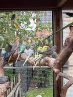 Grasparkieten koppels, Dieren en Toebehoren, Vogels | Parkieten en Papegaaien