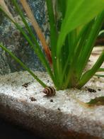 Helena slak, Slaketende slakken, Dieren en Toebehoren, Vissen | Aquariumvissen