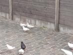 2 koppels witte sierduiven, Dieren en Toebehoren, Vogels | Duiven, Meerdere dieren, Overige soorten