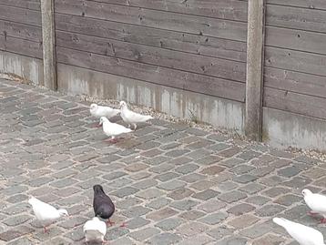 2 koppels witte sierduiven, Plusieurs animaux, Autres espèces