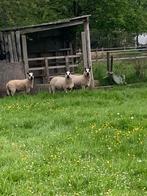 Kerry hil schapen, Dieren en Toebehoren
