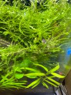 Vesicularia Creeping mos, Dieren en Toebehoren, Ophalen of Verzenden, Nieuw, Plant(en), Steen of Hout