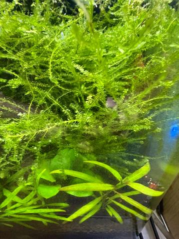 Vesicularia Creeping mos beschikbaar voor biedingen