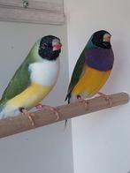 Gouldamadine koppel natuurbroed  van 25, Dieren en Toebehoren, Vogels | Overige Vogels