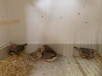 Zebravinken, Dieren en Toebehoren, Vogels | Overige Vogels, Meerdere dieren