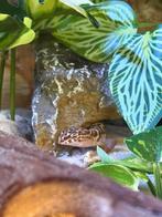 Coleonyx variegatus koppeltje, Hagedis, Met terrarium, 0 tot 2 jaar