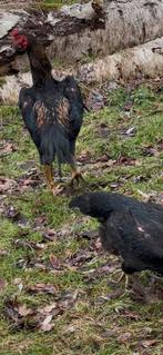 Jeunes coqs et poules Shamo de qualité supérieure, Plusieurs animaux