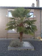 palmboom (volwassen 3,5 mtr hoogte ), Tuin en Terras, Planten | Bomen, 250 tot 400 cm, Zomer, Palmboom, Ophalen