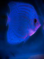 Discus 2X, Dieren en Toebehoren, Vissen | Aquariumvissen, Vis, Zoetwatervis, Schoolvis