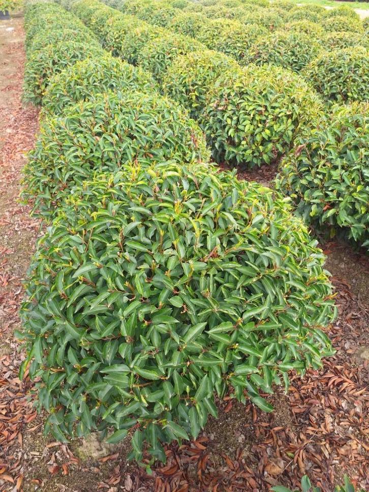 Portugese laurier Bolvorm, Tuin en Terras, Planten | Struiken en Hagen, Laurier, Ophalen