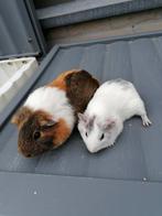 Cavia's zeugjes, Dieren en Toebehoren, Knaagdieren, Juli, Vrouwelijk, Cavia