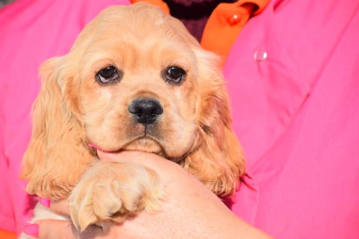 Chiots cocker américain, Animaux & Accessoires, Chiens | Retrievers, Épagneuls & Chiens d'eau, Plusieurs animaux, Épagneul, Éleveur | Professionnel